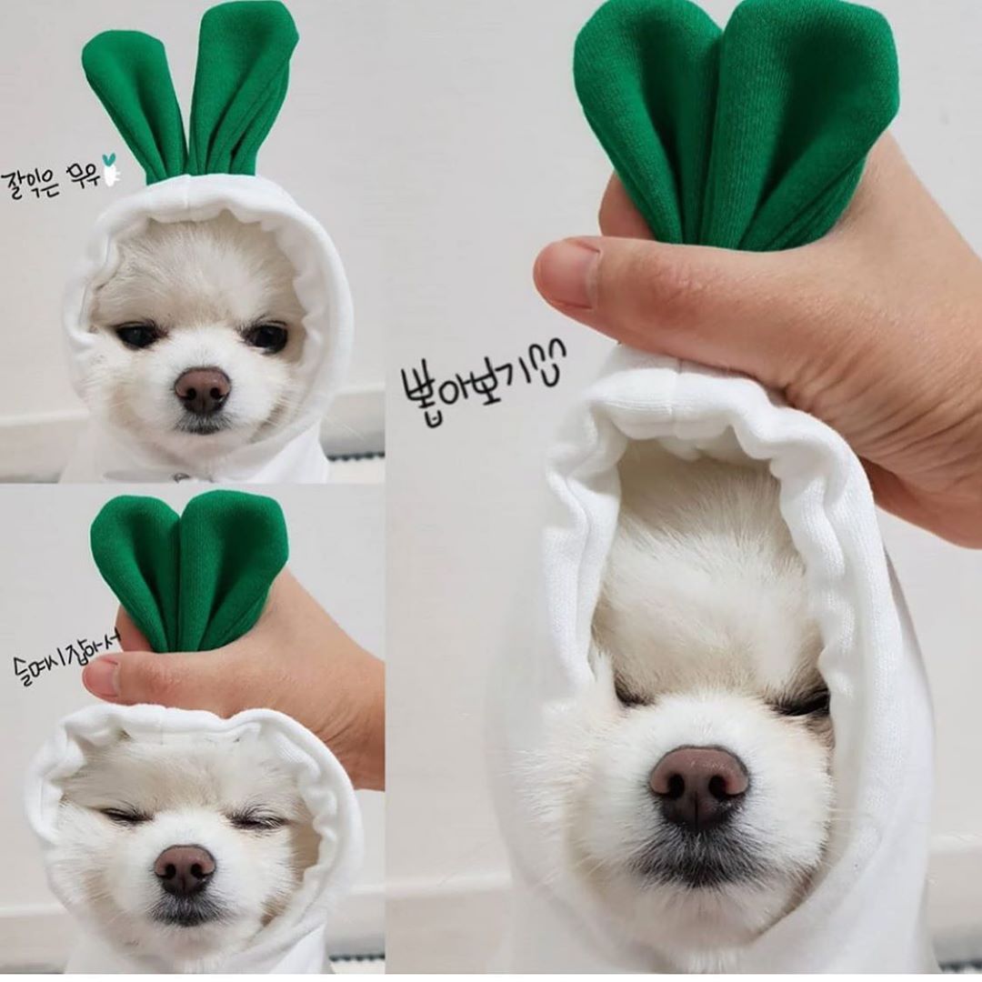 Cute Fruit Dog Hoodies for Small Dogs – Warm Winter Fleece Pet Clothes, Puppy & Cat Costumes for French Bulldog, Chihuahua, and More