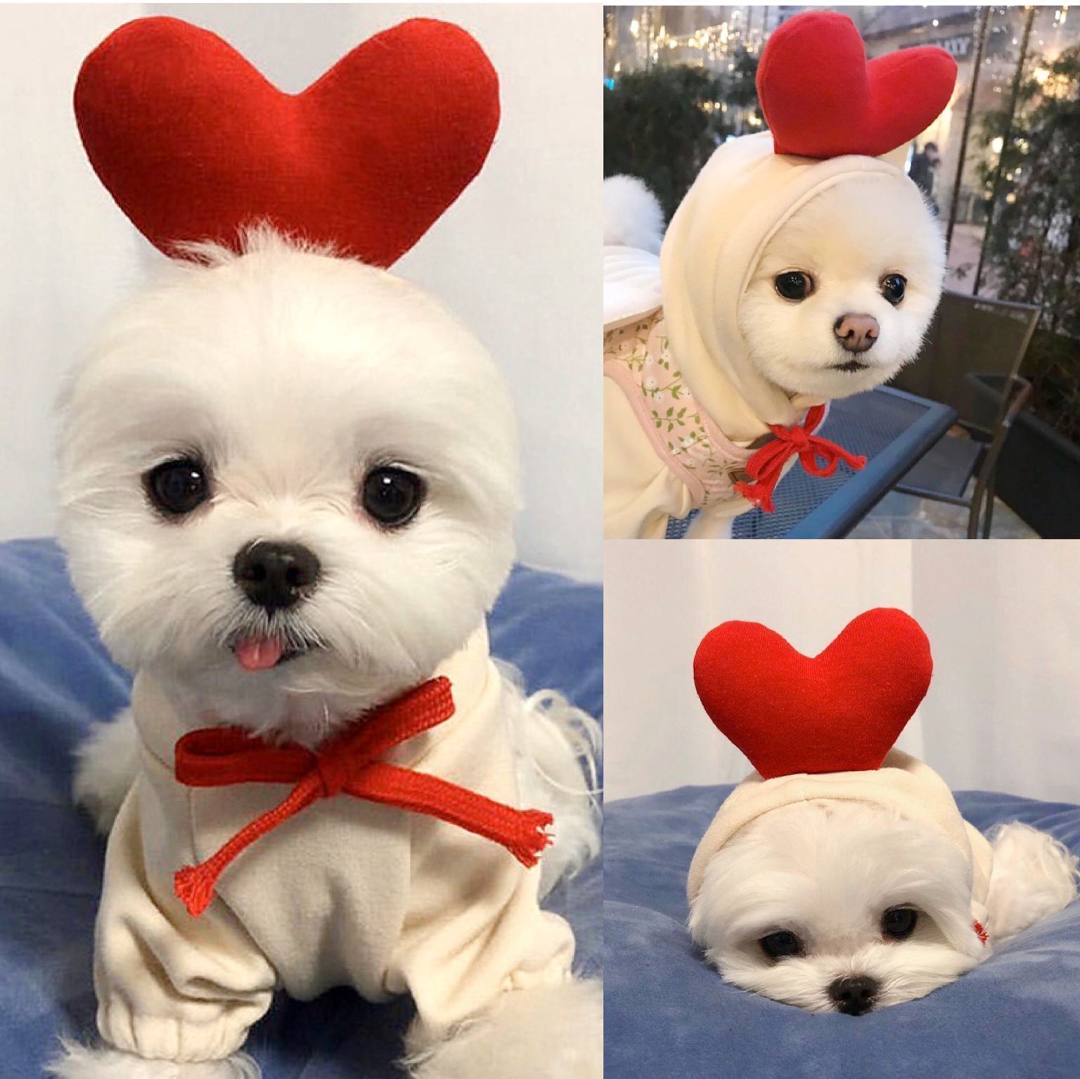Cute Fruit Dog Hoodies for Small Dogs – Warm Winter Fleece Pet Clothes, Puppy & Cat Costumes for French Bulldog, Chihuahua, and More
