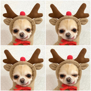 Cute Fruit Dog Hoodies for Small Dogs – Warm Winter Fleece Pet Clothes, Puppy & Cat Costumes for French Bulldog, Chihuahua, and More